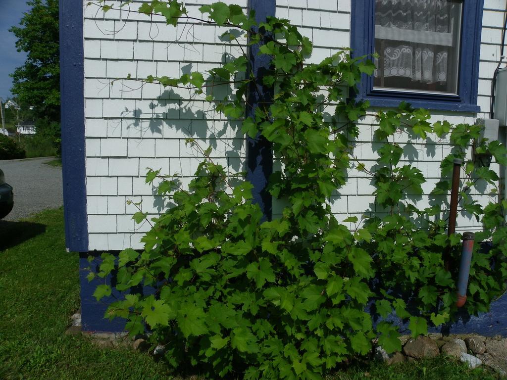 Haus Treuburg Villa Port Hood Exterior photo